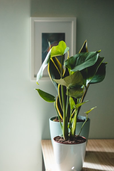 White ceramic pot of green plants
